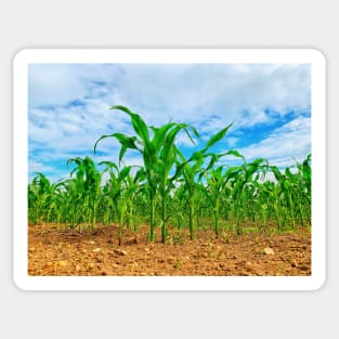 Corn growing in the field Sticker